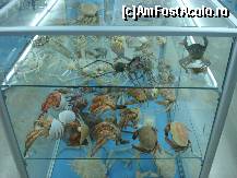 [P04] Crabi diverse sortimente din toate marile si oceanele lumii » foto by ionescunic
 - 
<span class="allrVoted glyphicon glyphicon-heart hidden" id="av43874"></span>
<a class="m-l-10 hidden" id="sv43874" onclick="voting_Foto_DelVot(,43874,14751)" role="button">șterge vot <span class="glyphicon glyphicon-remove"></span></a>
<a id="v943874" class=" c-red"  onclick="voting_Foto_SetVot(43874)" role="button"><span class="glyphicon glyphicon-heart-empty"></span> <b>LIKE</b> = Votează poza</a> <img class="hidden"  id="f43874W9" src="/imagini/loader.gif" border="0" /><span class="AjErrMes hidden" id="e43874ErM"></span>