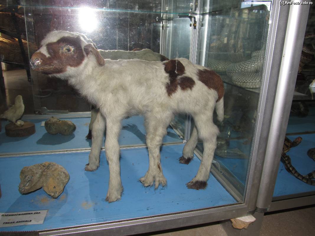 [P10] Muzeul scoicilor din Benitses- din colectia de animale ciudate- miel cu 5 picioare » foto by luciaoradea
 - 
<span class="allrVoted glyphicon glyphicon-heart hidden" id="av532900"></span>
<a class="m-l-10 hidden" id="sv532900" onclick="voting_Foto_DelVot(,532900,14751)" role="button">șterge vot <span class="glyphicon glyphicon-remove"></span></a>
<a id="v9532900" class=" c-red"  onclick="voting_Foto_SetVot(532900)" role="button"><span class="glyphicon glyphicon-heart-empty"></span> <b>LIKE</b> = Votează poza</a> <img class="hidden"  id="f532900W9" src="/imagini/loader.gif" border="0" /><span class="AjErrMes hidden" id="e532900ErM"></span>