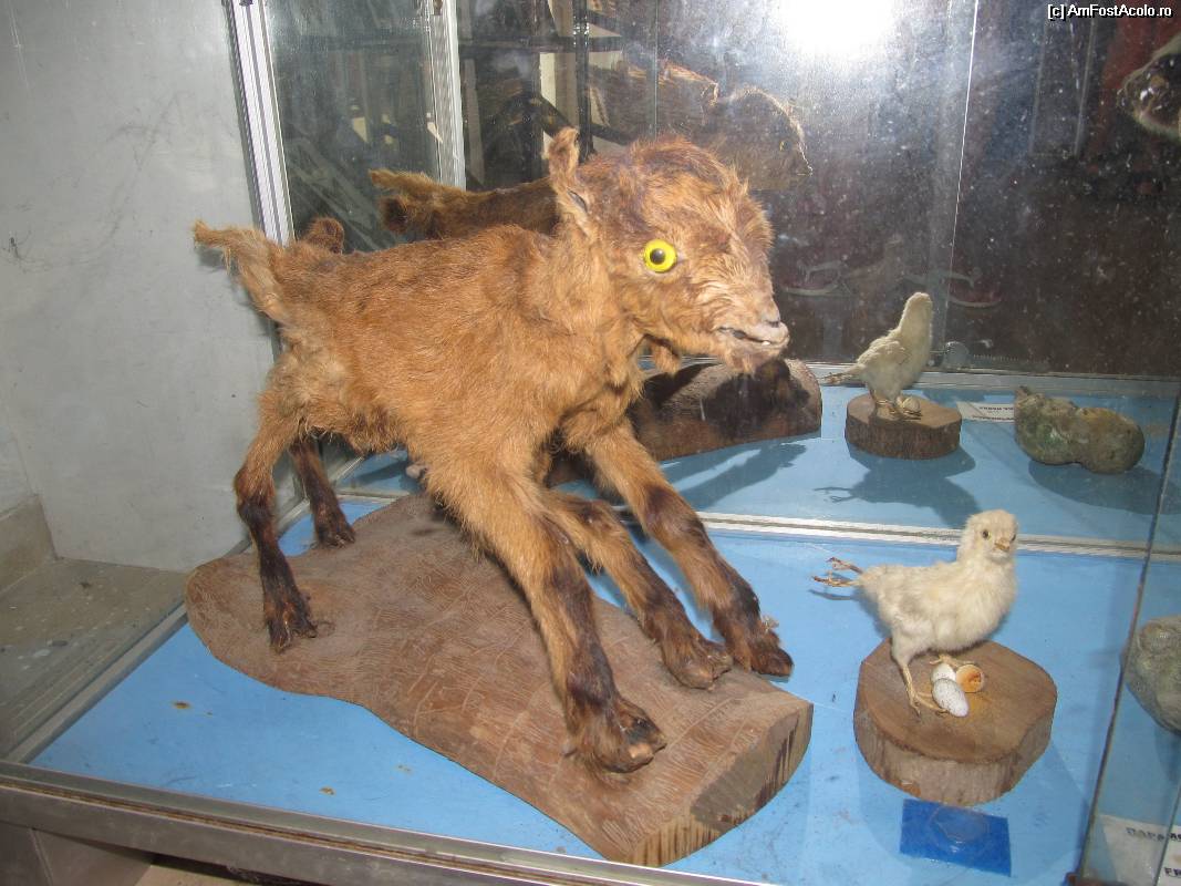 [P11] Muzeul scoicilor din Benitses- iedul cu 5 picioare » foto by luciaoradea
 - 
<span class="allrVoted glyphicon glyphicon-heart hidden" id="av532902"></span>
<a class="m-l-10 hidden" id="sv532902" onclick="voting_Foto_DelVot(,532902,14751)" role="button">șterge vot <span class="glyphicon glyphicon-remove"></span></a>
<a id="v9532902" class=" c-red"  onclick="voting_Foto_SetVot(532902)" role="button"><span class="glyphicon glyphicon-heart-empty"></span> <b>LIKE</b> = Votează poza</a> <img class="hidden"  id="f532902W9" src="/imagini/loader.gif" border="0" /><span class="AjErrMes hidden" id="e532902ErM"></span>