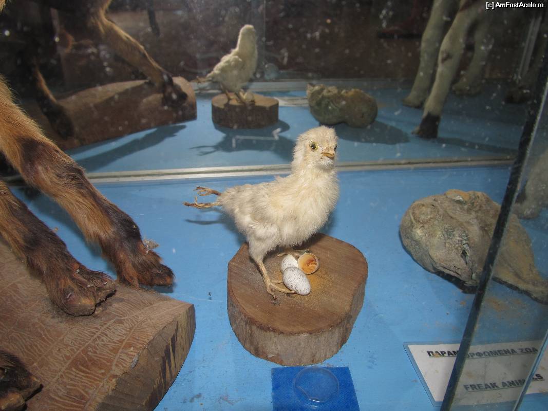 [P12] Muzeul scoicilor din Benitses- alte ciudatenii- puiul cu 4 picioare si reptila cu 2 capete » foto by luciaoradea
 - 
<span class="allrVoted glyphicon glyphicon-heart hidden" id="av532904"></span>
<a class="m-l-10 hidden" id="sv532904" onclick="voting_Foto_DelVot(,532904,14751)" role="button">șterge vot <span class="glyphicon glyphicon-remove"></span></a>
<a id="v9532904" class=" c-red"  onclick="voting_Foto_SetVot(532904)" role="button"><span class="glyphicon glyphicon-heart-empty"></span> <b>LIKE</b> = Votează poza</a> <img class="hidden"  id="f532904W9" src="/imagini/loader.gif" border="0" /><span class="AjErrMes hidden" id="e532904ErM"></span>