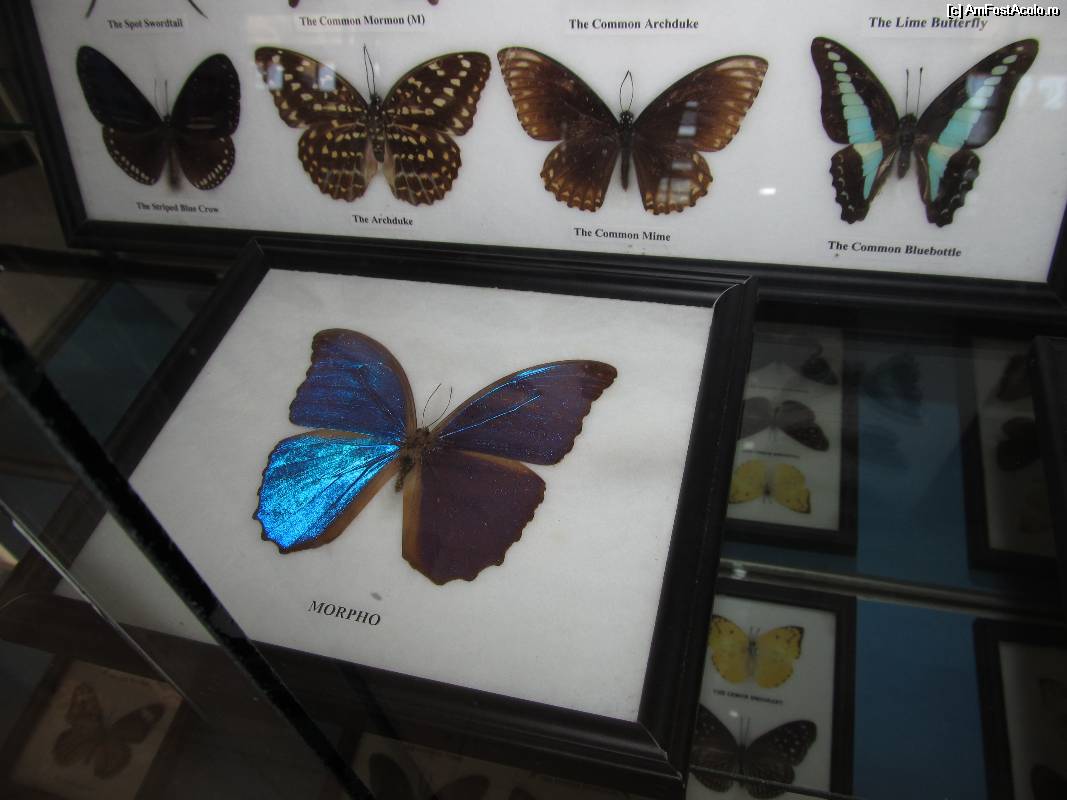 [P15] Muzeul scoicilor din Benitses- din colectia de fluturi, fluturele Morpho, de o culoare superba » foto by luciaoradea
 - 
<span class="allrVoted glyphicon glyphicon-heart hidden" id="av532910"></span>
<a class="m-l-10 hidden" id="sv532910" onclick="voting_Foto_DelVot(,532910,14751)" role="button">șterge vot <span class="glyphicon glyphicon-remove"></span></a>
<a id="v9532910" class=" c-red"  onclick="voting_Foto_SetVot(532910)" role="button"><span class="glyphicon glyphicon-heart-empty"></span> <b>LIKE</b> = Votează poza</a> <img class="hidden"  id="f532910W9" src="/imagini/loader.gif" border="0" /><span class="AjErrMes hidden" id="e532910ErM"></span>