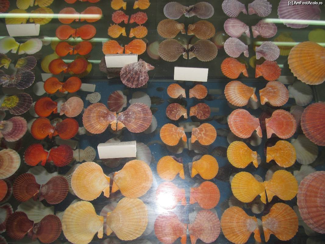 [P16] Muzeul scoicilor din Benitses- colectia de scoici, preferatele mele, culori uimitoare » foto by luciaoradea
 - 
<span class="allrVoted glyphicon glyphicon-heart hidden" id="av532912"></span>
<a class="m-l-10 hidden" id="sv532912" onclick="voting_Foto_DelVot(,532912,14751)" role="button">șterge vot <span class="glyphicon glyphicon-remove"></span></a>
<a id="v9532912" class=" c-red"  onclick="voting_Foto_SetVot(532912)" role="button"><span class="glyphicon glyphicon-heart-empty"></span> <b>LIKE</b> = Votează poza</a> <img class="hidden"  id="f532912W9" src="/imagini/loader.gif" border="0" /><span class="AjErrMes hidden" id="e532912ErM"></span>