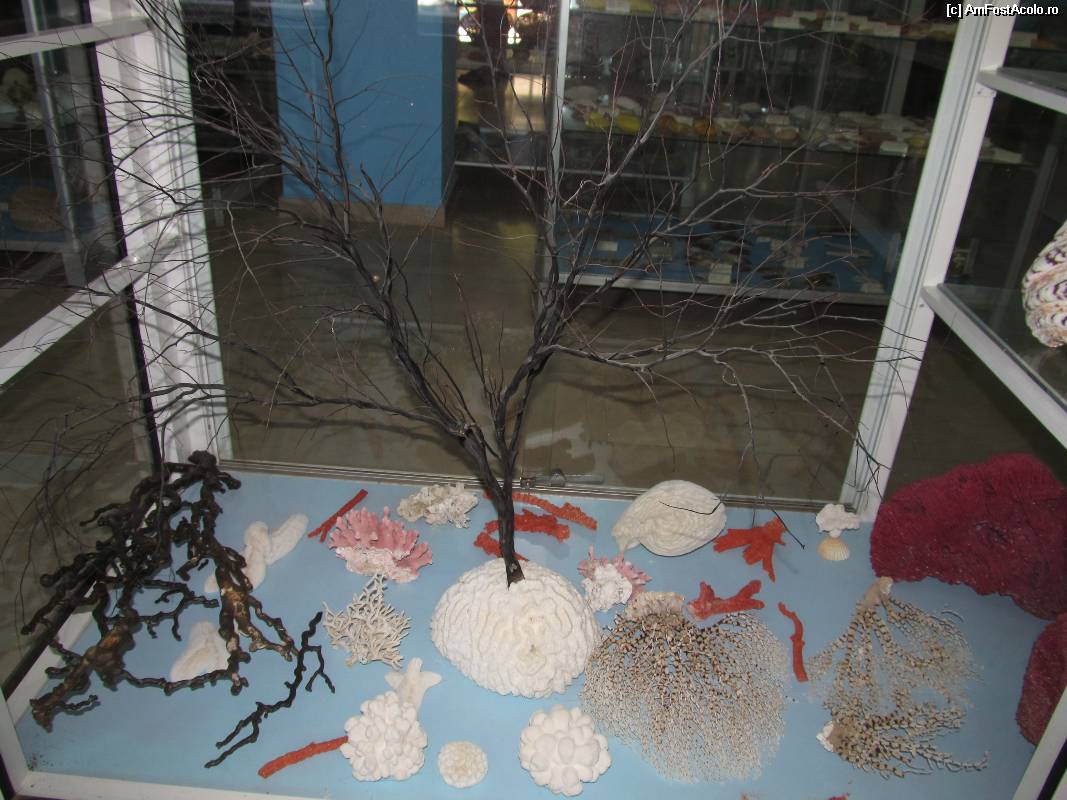 [P19] Muzeul scoicilor din Benitses- corali roz si albi, si coralul negru despre care am povestit » foto by luciaoradea
 - 
<span class="allrVoted glyphicon glyphicon-heart hidden" id="av532918"></span>
<a class="m-l-10 hidden" id="sv532918" onclick="voting_Foto_DelVot(,532918,14751)" role="button">șterge vot <span class="glyphicon glyphicon-remove"></span></a>
<a id="v9532918" class=" c-red"  onclick="voting_Foto_SetVot(532918)" role="button"><span class="glyphicon glyphicon-heart-empty"></span> <b>LIKE</b> = Votează poza</a> <img class="hidden"  id="f532918W9" src="/imagini/loader.gif" border="0" /><span class="AjErrMes hidden" id="e532918ErM"></span>