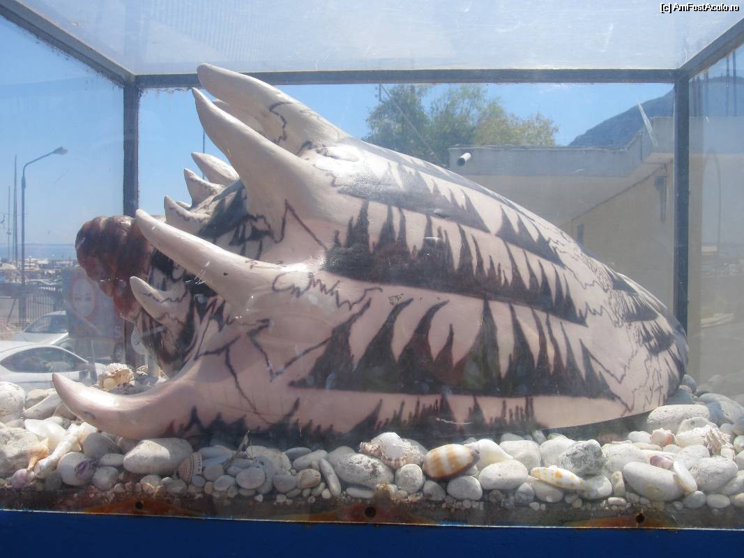 [P02] Muzeul scoicilor din Benitses- scoica uriasa in acvariu la intrare » foto by luciaoradea
 - 
<span class="allrVoted glyphicon glyphicon-heart hidden" id="av532884"></span>
<a class="m-l-10 hidden" id="sv532884" onclick="voting_Foto_DelVot(,532884,14751)" role="button">șterge vot <span class="glyphicon glyphicon-remove"></span></a>
<a id="v9532884" class=" c-red"  onclick="voting_Foto_SetVot(532884)" role="button"><span class="glyphicon glyphicon-heart-empty"></span> <b>LIKE</b> = Votează poza</a> <img class="hidden"  id="f532884W9" src="/imagini/loader.gif" border="0" /><span class="AjErrMes hidden" id="e532884ErM"></span>