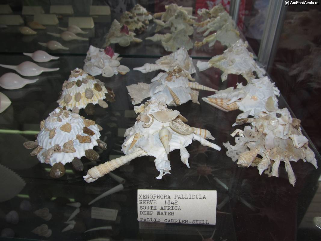 [P20] Muzeul scoicilor din Benitses- scoici din sudul Africii cu alte scoici in spate » foto by luciaoradea
 - 
<span class="allrVoted glyphicon glyphicon-heart hidden" id="av532921"></span>
<a class="m-l-10 hidden" id="sv532921" onclick="voting_Foto_DelVot(,532921,14751)" role="button">șterge vot <span class="glyphicon glyphicon-remove"></span></a>
<a id="v9532921" class=" c-red"  onclick="voting_Foto_SetVot(532921)" role="button"><span class="glyphicon glyphicon-heart-empty"></span> <b>LIKE</b> = Votează poza</a> <img class="hidden"  id="f532921W9" src="/imagini/loader.gif" border="0" /><span class="AjErrMes hidden" id="e532921ErM"></span>