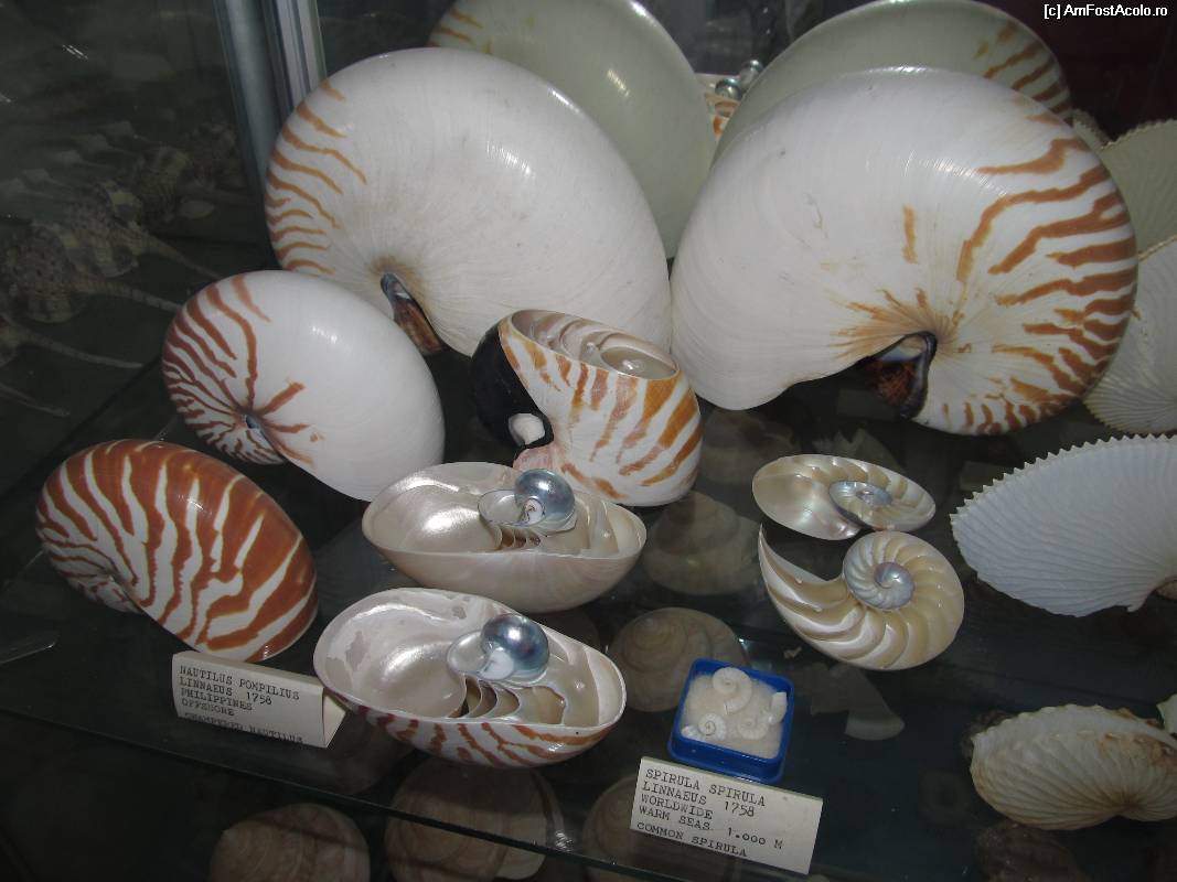 [P21] Muzeul scoicilor din Benitses-scoicile Nautilus si Spirula, cu sectiuni » foto by luciaoradea
 - 
<span class="allrVoted glyphicon glyphicon-heart hidden" id="av532922"></span>
<a class="m-l-10 hidden" id="sv532922" onclick="voting_Foto_DelVot(,532922,14751)" role="button">șterge vot <span class="glyphicon glyphicon-remove"></span></a>
<a id="v9532922" class=" c-red"  onclick="voting_Foto_SetVot(532922)" role="button"><span class="glyphicon glyphicon-heart-empty"></span> <b>LIKE</b> = Votează poza</a> <img class="hidden"  id="f532922W9" src="/imagini/loader.gif" border="0" /><span class="AjErrMes hidden" id="e532922ErM"></span>