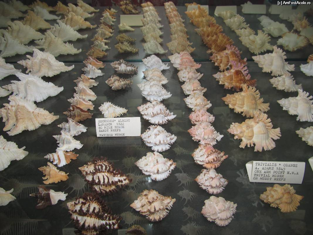 [P22] Muzeul scoicilor din Benitses- nenumarate alte scoici frumoase » foto by luciaoradea
 - 
<span class="allrVoted glyphicon glyphicon-heart hidden" id="av532923"></span>
<a class="m-l-10 hidden" id="sv532923" onclick="voting_Foto_DelVot(,532923,14751)" role="button">șterge vot <span class="glyphicon glyphicon-remove"></span></a>
<a id="v9532923" class=" c-red"  onclick="voting_Foto_SetVot(532923)" role="button"><span class="glyphicon glyphicon-heart-empty"></span> <b>LIKE</b> = Votează poza</a> <img class="hidden"  id="f532923W9" src="/imagini/loader.gif" border="0" /><span class="AjErrMes hidden" id="e532923ErM"></span>