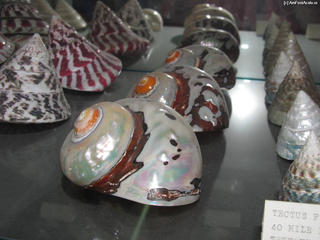 [P23] Muzeul scoicilor din Benitses » foto by luciaoradea
 - 
<span class="allrVoted glyphicon glyphicon-heart hidden" id="av532924"></span>
<a class="m-l-10 hidden" id="sv532924" onclick="voting_Foto_DelVot(,532924,14751)" role="button">șterge vot <span class="glyphicon glyphicon-remove"></span></a>
<a id="v9532924" class=" c-red"  onclick="voting_Foto_SetVot(532924)" role="button"><span class="glyphicon glyphicon-heart-empty"></span> <b>LIKE</b> = Votează poza</a> <img class="hidden"  id="f532924W9" src="/imagini/loader.gif" border="0" /><span class="AjErrMes hidden" id="e532924ErM"></span>