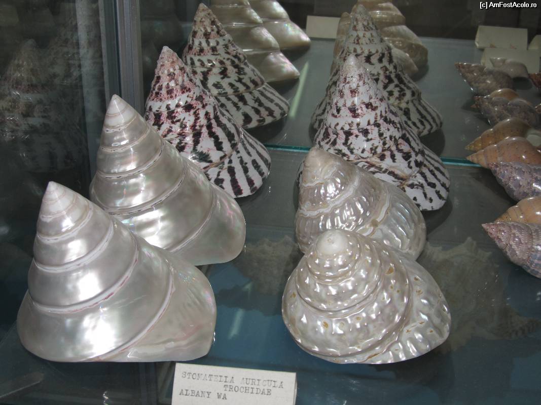 [P25] Muzeul scoicilor din Benitses » foto by luciaoradea
 - 
<span class="allrVoted glyphicon glyphicon-heart hidden" id="av532926"></span>
<a class="m-l-10 hidden" id="sv532926" onclick="voting_Foto_DelVot(,532926,14751)" role="button">șterge vot <span class="glyphicon glyphicon-remove"></span></a>
<a id="v9532926" class=" c-red"  onclick="voting_Foto_SetVot(532926)" role="button"><span class="glyphicon glyphicon-heart-empty"></span> <b>LIKE</b> = Votează poza</a> <img class="hidden"  id="f532926W9" src="/imagini/loader.gif" border="0" /><span class="AjErrMes hidden" id="e532926ErM"></span>