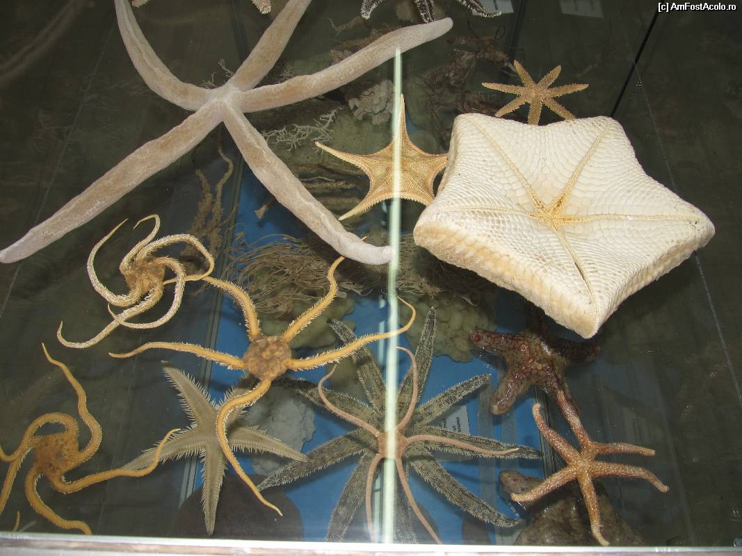 [P27] Muzeul scoicilor din Benitses » foto by luciaoradea
 - 
<span class="allrVoted glyphicon glyphicon-heart hidden" id="av532928"></span>
<a class="m-l-10 hidden" id="sv532928" onclick="voting_Foto_DelVot(,532928,14751)" role="button">șterge vot <span class="glyphicon glyphicon-remove"></span></a>
<a id="v9532928" class=" c-red"  onclick="voting_Foto_SetVot(532928)" role="button"><span class="glyphicon glyphicon-heart-empty"></span> <b>LIKE</b> = Votează poza</a> <img class="hidden"  id="f532928W9" src="/imagini/loader.gif" border="0" /><span class="AjErrMes hidden" id="e532928ErM"></span>