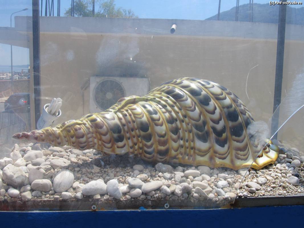 [P03] Muzeul scoicilor din Benitses- inca o scoica gigantica la intrare » foto by luciaoradea
 - 
<span class="allrVoted glyphicon glyphicon-heart hidden" id="av532885"></span>
<a class="m-l-10 hidden" id="sv532885" onclick="voting_Foto_DelVot(,532885,14751)" role="button">șterge vot <span class="glyphicon glyphicon-remove"></span></a>
<a id="v9532885" class=" c-red"  onclick="voting_Foto_SetVot(532885)" role="button"><span class="glyphicon glyphicon-heart-empty"></span> <b>LIKE</b> = Votează poza</a> <img class="hidden"  id="f532885W9" src="/imagini/loader.gif" border="0" /><span class="AjErrMes hidden" id="e532885ErM"></span>