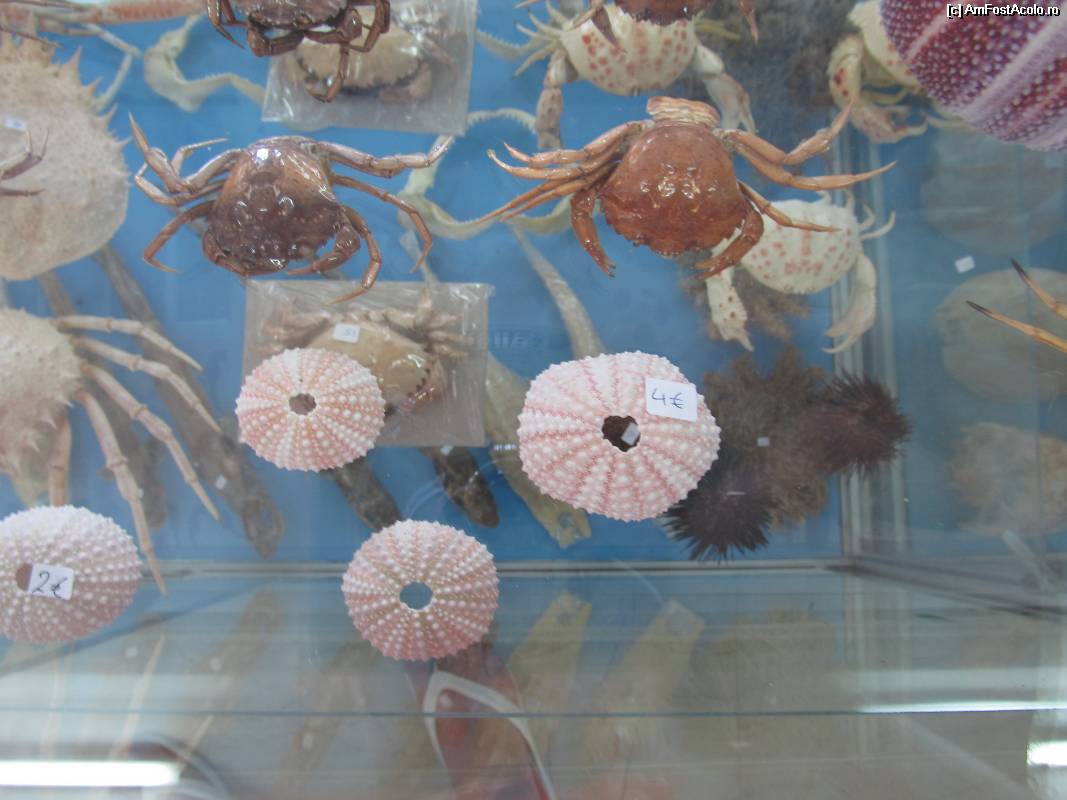 [P34] Muzeul scoicilor din Benitses » foto by luciaoradea
 - 
<span class="allrVoted glyphicon glyphicon-heart hidden" id="av532935"></span>
<a class="m-l-10 hidden" id="sv532935" onclick="voting_Foto_DelVot(,532935,14751)" role="button">șterge vot <span class="glyphicon glyphicon-remove"></span></a>
<a id="v9532935" class=" c-red"  onclick="voting_Foto_SetVot(532935)" role="button"><span class="glyphicon glyphicon-heart-empty"></span> <b>LIKE</b> = Votează poza</a> <img class="hidden"  id="f532935W9" src="/imagini/loader.gif" border="0" /><span class="AjErrMes hidden" id="e532935ErM"></span>