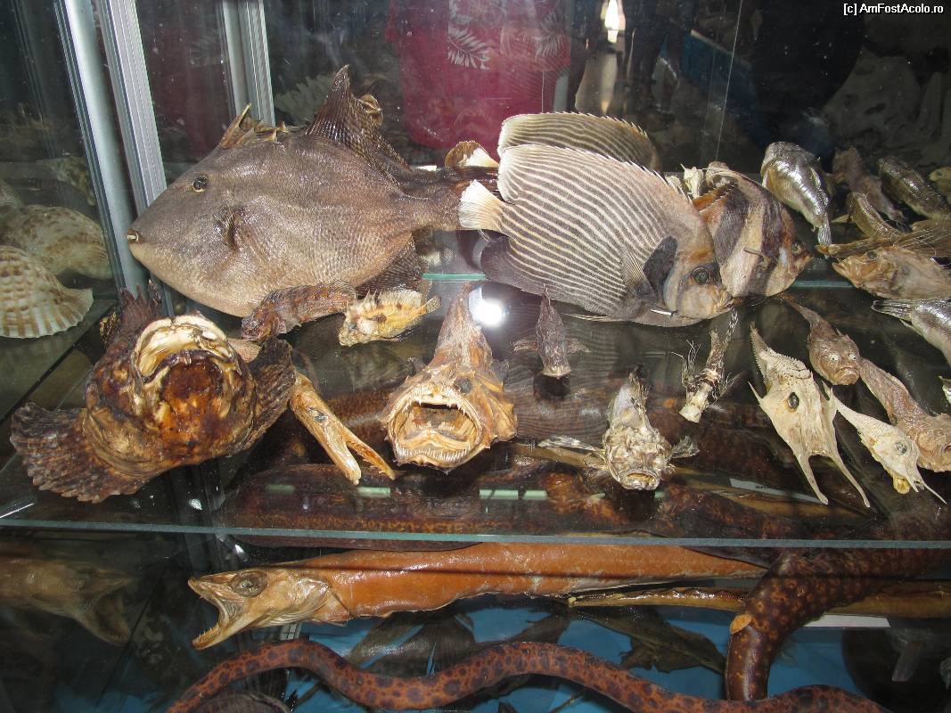 [P35] Muzeul scoicilor din Benitses » foto by luciaoradea
 - 
<span class="allrVoted glyphicon glyphicon-heart hidden" id="av532936"></span>
<a class="m-l-10 hidden" id="sv532936" onclick="voting_Foto_DelVot(,532936,14751)" role="button">șterge vot <span class="glyphicon glyphicon-remove"></span></a>
<a id="v9532936" class=" c-red"  onclick="voting_Foto_SetVot(532936)" role="button"><span class="glyphicon glyphicon-heart-empty"></span> <b>LIKE</b> = Votează poza</a> <img class="hidden"  id="f532936W9" src="/imagini/loader.gif" border="0" /><span class="AjErrMes hidden" id="e532936ErM"></span>