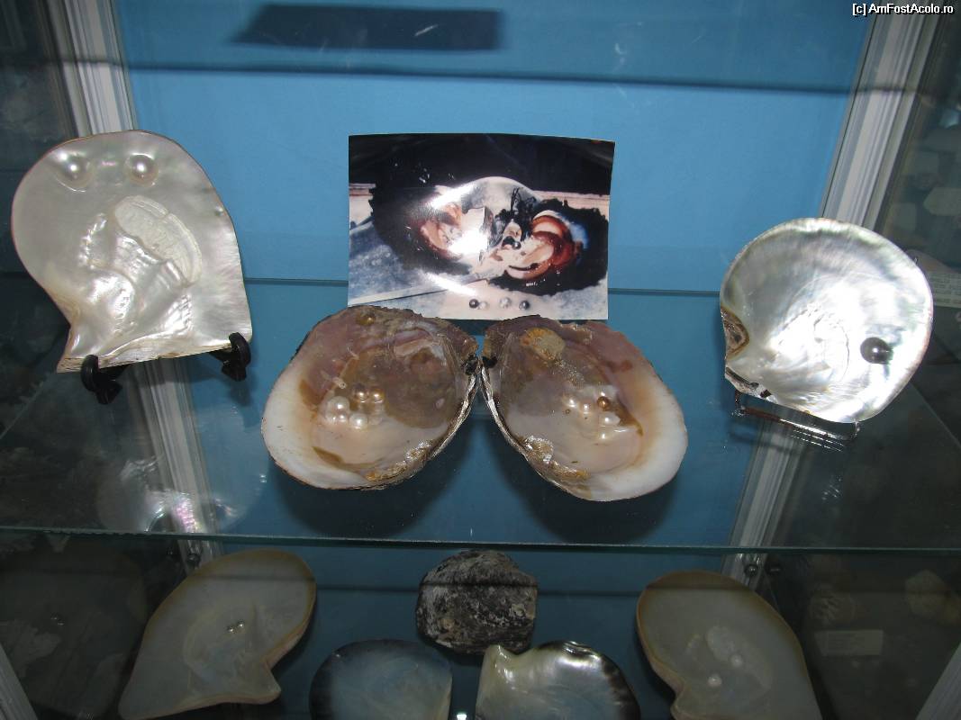 [P05] Muzeul scoicilor din Benitses- scoici cu perle de diferite culori » foto by luciaoradea
 - 
<span class="allrVoted glyphicon glyphicon-heart hidden" id="av532889"></span>
<a class="m-l-10 hidden" id="sv532889" onclick="voting_Foto_DelVot(,532889,14751)" role="button">șterge vot <span class="glyphicon glyphicon-remove"></span></a>
<a id="v9532889" class=" c-red"  onclick="voting_Foto_SetVot(532889)" role="button"><span class="glyphicon glyphicon-heart-empty"></span> <b>LIKE</b> = Votează poza</a> <img class="hidden"  id="f532889W9" src="/imagini/loader.gif" border="0" /><span class="AjErrMes hidden" id="e532889ErM"></span>