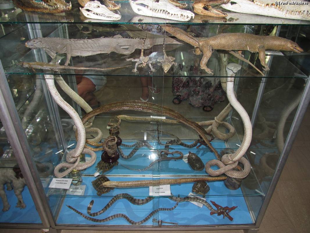 [P07] Muzeul scoicilor din Benitses- serpi, cobre, soparle, iguane si broaste testoase » foto by luciaoradea
 - 
<span class="allrVoted glyphicon glyphicon-heart hidden" id="av532894"></span>
<a class="m-l-10 hidden" id="sv532894" onclick="voting_Foto_DelVot(,532894,14751)" role="button">șterge vot <span class="glyphicon glyphicon-remove"></span></a>
<a id="v9532894" class=" c-red"  onclick="voting_Foto_SetVot(532894)" role="button"><span class="glyphicon glyphicon-heart-empty"></span> <b>LIKE</b> = Votează poza</a> <img class="hidden"  id="f532894W9" src="/imagini/loader.gif" border="0" /><span class="AjErrMes hidden" id="e532894ErM"></span>