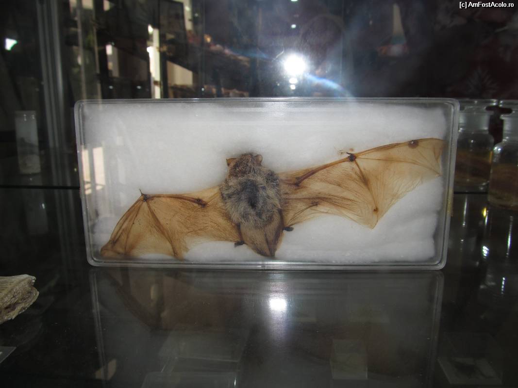 [P09] Muzeul scoicilor din Benitses- liliac impaiat cu aripile desfacute » foto by luciaoradea
 - 
<span class="allrVoted glyphicon glyphicon-heart hidden" id="av532898"></span>
<a class="m-l-10 hidden" id="sv532898" onclick="voting_Foto_DelVot(,532898,14751)" role="button">șterge vot <span class="glyphicon glyphicon-remove"></span></a>
<a id="v9532898" class=" c-red"  onclick="voting_Foto_SetVot(532898)" role="button"><span class="glyphicon glyphicon-heart-empty"></span> <b>LIKE</b> = Votează poza</a> <img class="hidden"  id="f532898W9" src="/imagini/loader.gif" border="0" /><span class="AjErrMes hidden" id="e532898ErM"></span>