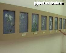 [P16] Galeria florilor. Maia explica... » foto by bubumaia
 - 
<span class="allrVoted glyphicon glyphicon-heart hidden" id="av148258"></span>
<a class="m-l-10 hidden" id="sv148258" onclick="voting_Foto_DelVot(,148258,14751)" role="button">șterge vot <span class="glyphicon glyphicon-remove"></span></a>
<a id="v9148258" class=" c-red"  onclick="voting_Foto_SetVot(148258)" role="button"><span class="glyphicon glyphicon-heart-empty"></span> <b>LIKE</b> = Votează poza</a> <img class="hidden"  id="f148258W9" src="/imagini/loader.gif" border="0" /><span class="AjErrMes hidden" id="e148258ErM"></span>