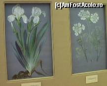 [P17] Plimbarea prin parc ne-a introdus in nota acestei galerii... » foto by bubumaia
 - 
<span class="allrVoted glyphicon glyphicon-heart hidden" id="av148259"></span>
<a class="m-l-10 hidden" id="sv148259" onclick="voting_Foto_DelVot(,148259,14751)" role="button">șterge vot <span class="glyphicon glyphicon-remove"></span></a>
<a id="v9148259" class=" c-red"  onclick="voting_Foto_SetVot(148259)" role="button"><span class="glyphicon glyphicon-heart-empty"></span> <b>LIKE</b> = Votează poza</a> <img class="hidden"  id="f148259W9" src="/imagini/loader.gif" border="0" /><span class="AjErrMes hidden" id="e148259ErM"></span>