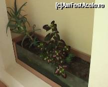 [P18] 'La noi i se spune urzicuta'. Citat din Maia » foto by bubumaia
 - 
<span class="allrVoted glyphicon glyphicon-heart hidden" id="av148260"></span>
<a class="m-l-10 hidden" id="sv148260" onclick="voting_Foto_DelVot(,148260,14751)" role="button">șterge vot <span class="glyphicon glyphicon-remove"></span></a>
<a id="v9148260" class=" c-red"  onclick="voting_Foto_SetVot(148260)" role="button"><span class="glyphicon glyphicon-heart-empty"></span> <b>LIKE</b> = Votează poza</a> <img class="hidden"  id="f148260W9" src="/imagini/loader.gif" border="0" /><span class="AjErrMes hidden" id="e148260ErM"></span>