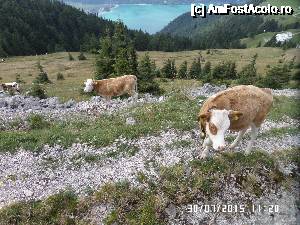 [P50]  -- <small>// FĂRĂ DESCRIERE</small> » foto by Alina53
 - 
<span class="allrVoted glyphicon glyphicon-heart hidden" id="av690037"></span>
<a class="m-l-10 hidden" id="sv690037" onclick="voting_Foto_DelVot(,690037,14815)" role="button">șterge vot <span class="glyphicon glyphicon-remove"></span></a>
<a id="v9690037" class=" c-red"  onclick="voting_Foto_SetVot(690037)" role="button"><span class="glyphicon glyphicon-heart-empty"></span> <b>LIKE</b> = Votează poza</a> <img class="hidden"  id="f690037W9" src="/imagini/loader.gif" border="0" /><span class="AjErrMes hidden" id="e690037ErM"></span>