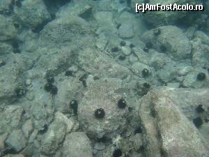 [P17] Atentie la aricii de mare pe care i-am gasit in excursia din Skopelos.  » foto by Un Turist Roman
 - 
<span class="allrVoted glyphicon glyphicon-heart hidden" id="av520413"></span>
<a class="m-l-10 hidden" id="sv520413" onclick="voting_Foto_DelVot(,520413,14842)" role="button">șterge vot <span class="glyphicon glyphicon-remove"></span></a>
<a id="v9520413" class=" c-red"  onclick="voting_Foto_SetVot(520413)" role="button"><span class="glyphicon glyphicon-heart-empty"></span> <b>LIKE</b> = Votează poza</a> <img class="hidden"  id="f520413W9" src="/imagini/loader.gif" border="0" /><span class="AjErrMes hidden" id="e520413ErM"></span>