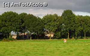 [P22] La cererea telespectatorilor va transmitem o noua imagine din satucul Hernen, de langa Nijmegen, Gelderland. Vaca este absolut naturala, mirosul realizarilor ei, absolut BIO, se simtea din sosea. Daca va apropiati de monitor poate veti simti o adiere ce va va gadila olfactiv. Este mirosul pur de vaca » foto by Radu Tudoran
 - 
<span class="allrVoted glyphicon glyphicon-heart hidden" id="av712379"></span>
<a class="m-l-10 hidden" id="sv712379" onclick="voting_Foto_DelVot(,712379,14846)" role="button">șterge vot <span class="glyphicon glyphicon-remove"></span></a>
<a id="v9712379" class=" c-red"  onclick="voting_Foto_SetVot(712379)" role="button"><span class="glyphicon glyphicon-heart-empty"></span> <b>LIKE</b> = Votează poza</a> <img class="hidden"  id="f712379W9" src="/imagini/loader.gif" border="0" /><span class="AjErrMes hidden" id="e712379ErM"></span>