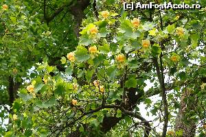 [P14] Tulipan inflorit » foto by danadana*
 - 
<span class="allrVoted glyphicon glyphicon-heart hidden" id="av567554"></span>
<a class="m-l-10 hidden" id="sv567554" onclick="voting_Foto_DelVot(,567554,14868)" role="button">șterge vot <span class="glyphicon glyphicon-remove"></span></a>
<a id="v9567554" class=" c-red"  onclick="voting_Foto_SetVot(567554)" role="button"><span class="glyphicon glyphicon-heart-empty"></span> <b>LIKE</b> = Votează poza</a> <img class="hidden"  id="f567554W9" src="/imagini/loader.gif" border="0" /><span class="AjErrMes hidden" id="e567554ErM"></span>