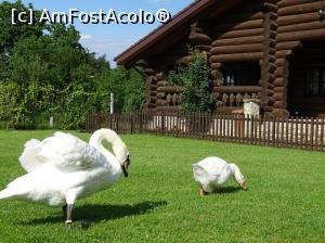 [P06]  -- <small>// FĂRĂ DESCRIERE</small> » foto by biancadd
 - 
<span class="allrVoted glyphicon glyphicon-heart hidden" id="av990254"></span>
<a class="m-l-10 hidden" id="sv990254" onclick="voting_Foto_DelVot(,990254,14872)" role="button">șterge vot <span class="glyphicon glyphicon-remove"></span></a>
<a id="v9990254" class=" c-red"  onclick="voting_Foto_SetVot(990254)" role="button"><span class="glyphicon glyphicon-heart-empty"></span> <b>LIKE</b> = Votează poza</a> <img class="hidden"  id="f990254W9" src="/imagini/loader.gif" border="0" /><span class="AjErrMes hidden" id="e990254ErM"></span>