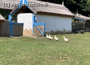 [P06] Muzeul Astra-gaste » foto by AudreyJ
 - 
<span class="allrVoted glyphicon glyphicon-heart hidden" id="av1205766"></span>
<a class="m-l-10 hidden" id="sv1205766" onclick="voting_Foto_DelVot(,1205766,14876)" role="button">șterge vot <span class="glyphicon glyphicon-remove"></span></a>
<a id="v91205766" class=" c-red"  onclick="voting_Foto_SetVot(1205766)" role="button"><span class="glyphicon glyphicon-heart-empty"></span> <b>LIKE</b> = Votează poza</a> <img class="hidden"  id="f1205766W9" src="/imagini/loader.gif" border="0" /><span class="AjErrMes hidden" id="e1205766ErM"></span>