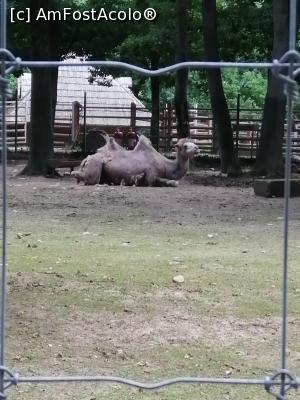 [P10] Tarcul cu camile » foto by nelu73
 - 
<span class="allrVoted glyphicon glyphicon-heart hidden" id="av1234089"></span>
<a class="m-l-10 hidden" id="sv1234089" onclick="voting_Foto_DelVot(,1234089,14876)" role="button">șterge vot <span class="glyphicon glyphicon-remove"></span></a>
<a id="v91234089" class=" c-red"  onclick="voting_Foto_SetVot(1234089)" role="button"><span class="glyphicon glyphicon-heart-empty"></span> <b>LIKE</b> = Votează poza</a> <img class="hidden"  id="f1234089W9" src="/imagini/loader.gif" border="0" /><span class="AjErrMes hidden" id="e1234089ErM"></span>
