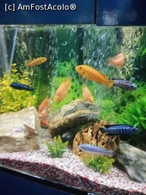 [P16] Pesti de acvariu » foto by nelu73
 - 
<span class="allrVoted glyphicon glyphicon-heart hidden" id="av1234095"></span>
<a class="m-l-10 hidden" id="sv1234095" onclick="voting_Foto_DelVot(,1234095,14876)" role="button">șterge vot <span class="glyphicon glyphicon-remove"></span></a>
<a id="v91234095" class=" c-red"  onclick="voting_Foto_SetVot(1234095)" role="button"><span class="glyphicon glyphicon-heart-empty"></span> <b>LIKE</b> = Votează poza</a> <img class="hidden"  id="f1234095W9" src="/imagini/loader.gif" border="0" /><span class="AjErrMes hidden" id="e1234095ErM"></span>