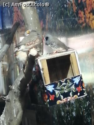 [P17] Păsări exotice » foto by nelu73
 - 
<span class="allrVoted glyphicon glyphicon-heart hidden" id="av1234096"></span>
<a class="m-l-10 hidden" id="sv1234096" onclick="voting_Foto_DelVot(,1234096,14876)" role="button">șterge vot <span class="glyphicon glyphicon-remove"></span></a>
<a id="v91234096" class=" c-red"  onclick="voting_Foto_SetVot(1234096)" role="button"><span class="glyphicon glyphicon-heart-empty"></span> <b>LIKE</b> = Votează poza</a> <img class="hidden"  id="f1234096W9" src="/imagini/loader.gif" border="0" /><span class="AjErrMes hidden" id="e1234096ErM"></span>