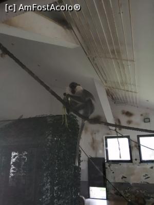 [P20] Maimuță zoo » foto by nelu73
 - 
<span class="allrVoted glyphicon glyphicon-heart hidden" id="av1234099"></span>
<a class="m-l-10 hidden" id="sv1234099" onclick="voting_Foto_DelVot(,1234099,14876)" role="button">șterge vot <span class="glyphicon glyphicon-remove"></span></a>
<a id="v91234099" class=" c-red"  onclick="voting_Foto_SetVot(1234099)" role="button"><span class="glyphicon glyphicon-heart-empty"></span> <b>LIKE</b> = Votează poza</a> <img class="hidden"  id="f1234099W9" src="/imagini/loader.gif" border="0" /><span class="AjErrMes hidden" id="e1234099ErM"></span>