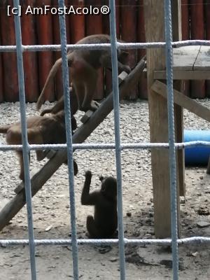 [P21] Maimuțe zoo » foto by nelu73
 - 
<span class="allrVoted glyphicon glyphicon-heart hidden" id="av1234100"></span>
<a class="m-l-10 hidden" id="sv1234100" onclick="voting_Foto_DelVot(,1234100,14876)" role="button">șterge vot <span class="glyphicon glyphicon-remove"></span></a>
<a id="v91234100" class=" c-red"  onclick="voting_Foto_SetVot(1234100)" role="button"><span class="glyphicon glyphicon-heart-empty"></span> <b>LIKE</b> = Votează poza</a> <img class="hidden"  id="f1234100W9" src="/imagini/loader.gif" border="0" /><span class="AjErrMes hidden" id="e1234100ErM"></span>