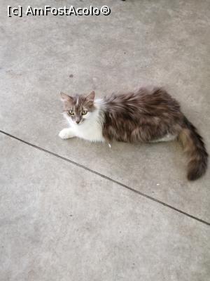 [P26] Pisica la terasa » foto by nelu73
 - 
<span class="allrVoted glyphicon glyphicon-heart hidden" id="av1234105"></span>
<a class="m-l-10 hidden" id="sv1234105" onclick="voting_Foto_DelVot(,1234105,14876)" role="button">șterge vot <span class="glyphicon glyphicon-remove"></span></a>
<a id="v91234105" class=" c-red"  onclick="voting_Foto_SetVot(1234105)" role="button"><span class="glyphicon glyphicon-heart-empty"></span> <b>LIKE</b> = Votează poza</a> <img class="hidden"  id="f1234105W9" src="/imagini/loader.gif" border="0" /><span class="AjErrMes hidden" id="e1234105ErM"></span>