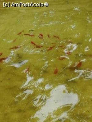 [P07] Pesti koy la urcare pe scari » foto by nelu73
 - 
<span class="allrVoted glyphicon glyphicon-heart hidden" id="av1234086"></span>
<a class="m-l-10 hidden" id="sv1234086" onclick="voting_Foto_DelVot(,1234086,14876)" role="button">șterge vot <span class="glyphicon glyphicon-remove"></span></a>
<a id="v91234086" class=" c-red"  onclick="voting_Foto_SetVot(1234086)" role="button"><span class="glyphicon glyphicon-heart-empty"></span> <b>LIKE</b> = Votează poza</a> <img class="hidden"  id="f1234086W9" src="/imagini/loader.gif" border="0" /><span class="AjErrMes hidden" id="e1234086ErM"></span>