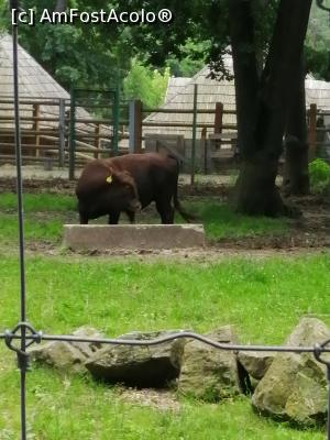 [P09] Tarcul cu vaci » foto by nelu73
 - 
<span class="allrVoted glyphicon glyphicon-heart hidden" id="av1234088"></span>
<a class="m-l-10 hidden" id="sv1234088" onclick="voting_Foto_DelVot(,1234088,14876)" role="button">șterge vot <span class="glyphicon glyphicon-remove"></span></a>
<a id="v91234088" class=" c-red"  onclick="voting_Foto_SetVot(1234088)" role="button"><span class="glyphicon glyphicon-heart-empty"></span> <b>LIKE</b> = Votează poza</a> <img class="hidden"  id="f1234088W9" src="/imagini/loader.gif" border="0" /><span class="AjErrMes hidden" id="e1234088ErM"></span>