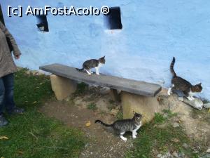 [P06] Nelipsitele pisicuțe!  » foto by nelu73
 - 
<span class="allrVoted glyphicon glyphicon-heart hidden" id="av1078493"></span>
<a class="m-l-10 hidden" id="sv1078493" onclick="voting_Foto_DelVot(,1078493,14876)" role="button">șterge vot <span class="glyphicon glyphicon-remove"></span></a>
<a id="v91078493" class=" c-red"  onclick="voting_Foto_SetVot(1078493)" role="button"><span class="glyphicon glyphicon-heart-empty"></span> <b>LIKE</b> = Votează poza</a> <img class="hidden"  id="f1078493W9" src="/imagini/loader.gif" border="0" /><span class="AjErrMes hidden" id="e1078493ErM"></span>