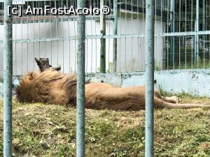 [P13] regele leu » foto by Dan&Ema
 - 
<span class="allrVoted glyphicon glyphicon-heart hidden" id="av1086732"></span>
<a class="m-l-10 hidden" id="sv1086732" onclick="voting_Foto_DelVot(,1086732,14876)" role="button">șterge vot <span class="glyphicon glyphicon-remove"></span></a>
<a id="v91086732" class=" c-red"  onclick="voting_Foto_SetVot(1086732)" role="button"><span class="glyphicon glyphicon-heart-empty"></span> <b>LIKE</b> = Votează poza</a> <img class="hidden"  id="f1086732W9" src="/imagini/loader.gif" border="0" /><span class="AjErrMes hidden" id="e1086732ErM"></span>