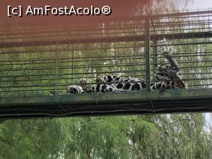 [P15] jaguarul rasfatat » foto by Dan&Ema
 - 
<span class="allrVoted glyphicon glyphicon-heart hidden" id="av1086734"></span>
<a class="m-l-10 hidden" id="sv1086734" onclick="voting_Foto_DelVot(,1086734,14876)" role="button">șterge vot <span class="glyphicon glyphicon-remove"></span></a>
<a id="v91086734" class=" c-red"  onclick="voting_Foto_SetVot(1086734)" role="button"><span class="glyphicon glyphicon-heart-empty"></span> <b>LIKE</b> = Votează poza</a> <img class="hidden"  id="f1086734W9" src="/imagini/loader.gif" border="0" /><span class="AjErrMes hidden" id="e1086734ErM"></span>