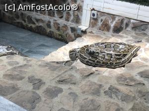 [P18] pitonul » foto by Dan&Ema
 - 
<span class="allrVoted glyphicon glyphicon-heart hidden" id="av1086737"></span>
<a class="m-l-10 hidden" id="sv1086737" onclick="voting_Foto_DelVot(,1086737,14876)" role="button">șterge vot <span class="glyphicon glyphicon-remove"></span></a>
<a id="v91086737" class=" c-red"  onclick="voting_Foto_SetVot(1086737)" role="button"><span class="glyphicon glyphicon-heart-empty"></span> <b>LIKE</b> = Votează poza</a> <img class="hidden"  id="f1086737W9" src="/imagini/loader.gif" border="0" /><span class="AjErrMes hidden" id="e1086737ErM"></span>