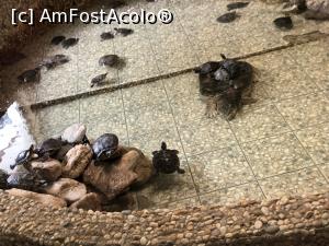 [P19] broastele testoase » foto by Dan&Ema
 - 
<span class="allrVoted glyphicon glyphicon-heart hidden" id="av1086738"></span>
<a class="m-l-10 hidden" id="sv1086738" onclick="voting_Foto_DelVot(,1086738,14876)" role="button">șterge vot <span class="glyphicon glyphicon-remove"></span></a>
<a id="v91086738" class=" c-red"  onclick="voting_Foto_SetVot(1086738)" role="button"><span class="glyphicon glyphicon-heart-empty"></span> <b>LIKE</b> = Votează poza</a> <img class="hidden"  id="f1086738W9" src="/imagini/loader.gif" border="0" /><span class="AjErrMes hidden" id="e1086738ErM"></span>