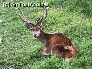 [P22] cerbul » foto by Dan&Ema
 - 
<span class="allrVoted glyphicon glyphicon-heart hidden" id="av1086741"></span>
<a class="m-l-10 hidden" id="sv1086741" onclick="voting_Foto_DelVot(,1086741,14876)" role="button">șterge vot <span class="glyphicon glyphicon-remove"></span></a>
<a id="v91086741" class=" c-red"  onclick="voting_Foto_SetVot(1086741)" role="button"><span class="glyphicon glyphicon-heart-empty"></span> <b>LIKE</b> = Votează poza</a> <img class="hidden"  id="f1086741W9" src="/imagini/loader.gif" border="0" /><span class="AjErrMes hidden" id="e1086741ErM"></span>