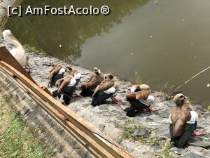 [P25] Pelicanul face o ora deschisa cu ratele la malul lacului » foto by Dan&Ema
 - 
<span class="allrVoted glyphicon glyphicon-heart hidden" id="av1086744"></span>
<a class="m-l-10 hidden" id="sv1086744" onclick="voting_Foto_DelVot(,1086744,14876)" role="button">șterge vot <span class="glyphicon glyphicon-remove"></span></a>
<a id="v91086744" class=" c-red"  onclick="voting_Foto_SetVot(1086744)" role="button"><span class="glyphicon glyphicon-heart-empty"></span> <b>LIKE</b> = Votează poza</a> <img class="hidden"  id="f1086744W9" src="/imagini/loader.gif" border="0" /><span class="AjErrMes hidden" id="e1086744ErM"></span>