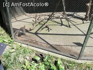 [P12] <strong>Zoo Sibiu</strong> » foto by ⭐ValentinB_88⭐
 - 
<span class="allrVoted glyphicon glyphicon-heart hidden" id="av1235404"></span>
<a class="m-l-10 hidden" id="sv1235404" onclick="voting_Foto_DelVot(,1235404,14876)" role="button">șterge vot <span class="glyphicon glyphicon-remove"></span></a>
<a id="v91235404" class=" c-red"  onclick="voting_Foto_SetVot(1235404)" role="button"><span class="glyphicon glyphicon-heart-empty"></span> <b>LIKE</b> = Votează poza</a> <img class="hidden"  id="f1235404W9" src="/imagini/loader.gif" border="0" /><span class="AjErrMes hidden" id="e1235404ErM"></span>