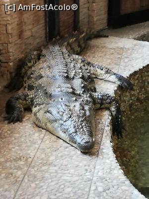 [P22] <strong>Zoo Sibiu</strong> » foto by ⭐ValentinB_88⭐
 - 
<span class="allrVoted glyphicon glyphicon-heart hidden" id="av1235414"></span>
<a class="m-l-10 hidden" id="sv1235414" onclick="voting_Foto_DelVot(,1235414,14876)" role="button">șterge vot <span class="glyphicon glyphicon-remove"></span></a>
<a id="v91235414" class=" c-red"  onclick="voting_Foto_SetVot(1235414)" role="button"><span class="glyphicon glyphicon-heart-empty"></span> <b>LIKE</b> = Votează poza</a> <img class="hidden"  id="f1235414W9" src="/imagini/loader.gif" border="0" /><span class="AjErrMes hidden" id="e1235414ErM"></span>