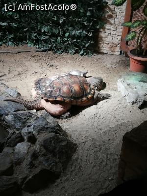 [P25] <strong>Zoo Sibiu</strong> » foto by ⭐ValentinB_88⭐
 - 
<span class="allrVoted glyphicon glyphicon-heart hidden" id="av1235417"></span>
<a class="m-l-10 hidden" id="sv1235417" onclick="voting_Foto_DelVot(,1235417,14876)" role="button">șterge vot <span class="glyphicon glyphicon-remove"></span></a>
<a id="v91235417" class=" c-red"  onclick="voting_Foto_SetVot(1235417)" role="button"><span class="glyphicon glyphicon-heart-empty"></span> <b>LIKE</b> = Votează poza</a> <img class="hidden"  id="f1235417W9" src="/imagini/loader.gif" border="0" /><span class="AjErrMes hidden" id="e1235417ErM"></span>