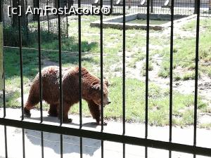 [P30] <strong>Zoo Sibiu</strong> » foto by ⭐ValentinB_88⭐
 - 
<span class="allrVoted glyphicon glyphicon-heart hidden" id="av1235422"></span>
<a class="m-l-10 hidden" id="sv1235422" onclick="voting_Foto_DelVot(,1235422,14876)" role="button">șterge vot <span class="glyphicon glyphicon-remove"></span></a>
<a id="v91235422" class=" c-red"  onclick="voting_Foto_SetVot(1235422)" role="button"><span class="glyphicon glyphicon-heart-empty"></span> <b>LIKE</b> = Votează poza</a> <img class="hidden"  id="f1235422W9" src="/imagini/loader.gif" border="0" /><span class="AjErrMes hidden" id="e1235422ErM"></span>