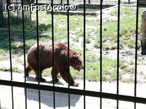 [P31] <strong>Zoo Sibiu</strong> » foto by ⭐ValentinB_88⭐
 - 
<span class="allrVoted glyphicon glyphicon-heart hidden" id="av1235423"></span>
<a class="m-l-10 hidden" id="sv1235423" onclick="voting_Foto_DelVot(,1235423,14876)" role="button">șterge vot <span class="glyphicon glyphicon-remove"></span></a>
<a id="v91235423" class=" c-red"  onclick="voting_Foto_SetVot(1235423)" role="button"><span class="glyphicon glyphicon-heart-empty"></span> <b>LIKE</b> = Votează poza</a> <img class="hidden"  id="f1235423W9" src="/imagini/loader.gif" border="0" /><span class="AjErrMes hidden" id="e1235423ErM"></span>