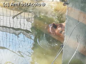 [P32] <strong>Zoo Sibiu</strong> » foto by ⭐ValentinB_88⭐
 - 
<span class="allrVoted glyphicon glyphicon-heart hidden" id="av1235424"></span>
<a class="m-l-10 hidden" id="sv1235424" onclick="voting_Foto_DelVot(,1235424,14876)" role="button">șterge vot <span class="glyphicon glyphicon-remove"></span></a>
<a id="v91235424" class=" c-red"  onclick="voting_Foto_SetVot(1235424)" role="button"><span class="glyphicon glyphicon-heart-empty"></span> <b>LIKE</b> = Votează poza</a> <img class="hidden"  id="f1235424W9" src="/imagini/loader.gif" border="0" /><span class="AjErrMes hidden" id="e1235424ErM"></span>